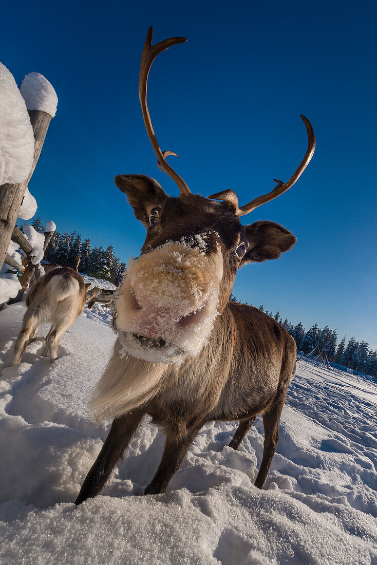 Rentiere  in Pyhä, Pyhä-Luosto National Park, finnisch Lappland