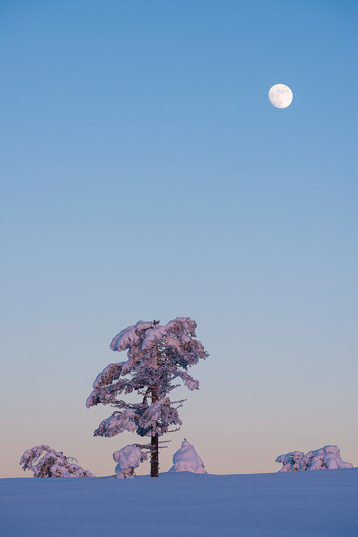 Der Mond kurz nach Sonnenuntergang auf dem verschneiten Hochplatteau über Luosto, finnisch Lappland