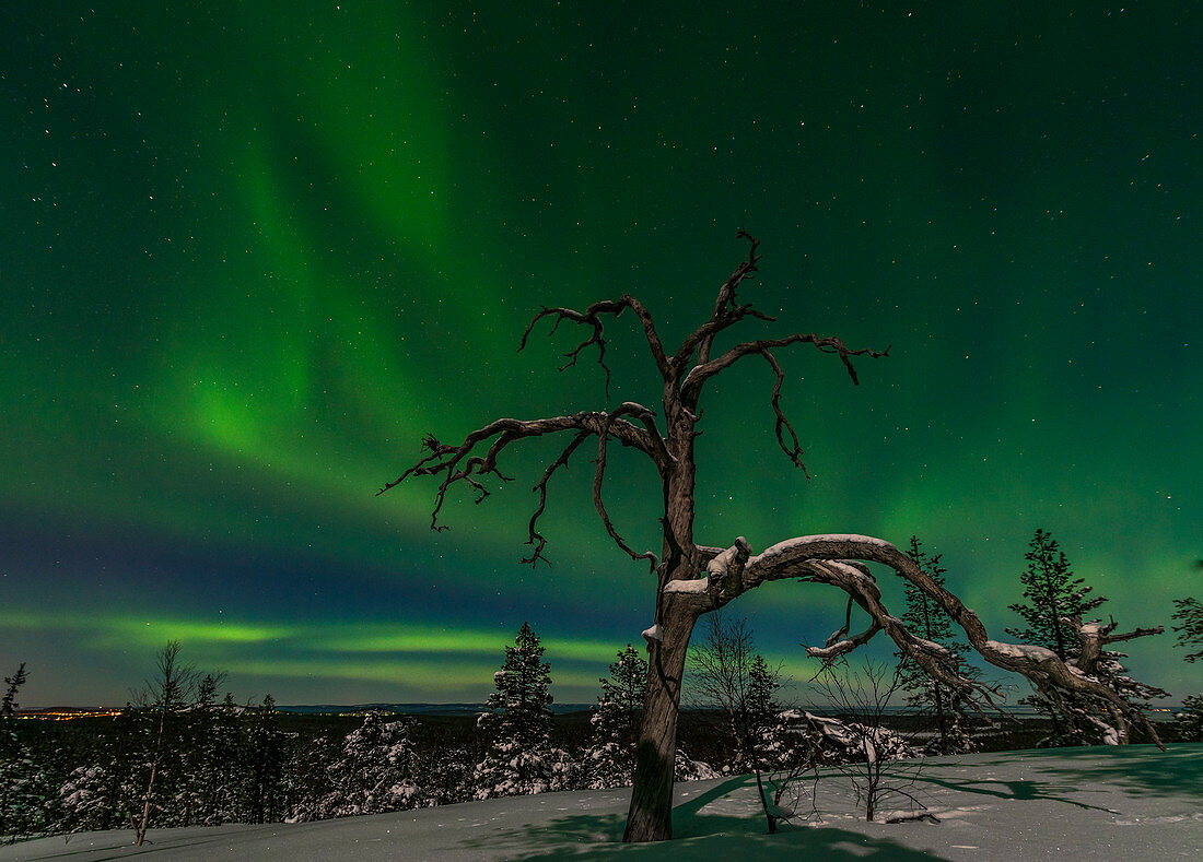 dancing northern lights in the sky above the Pyhä-Luosto National park, finnish Lapland
