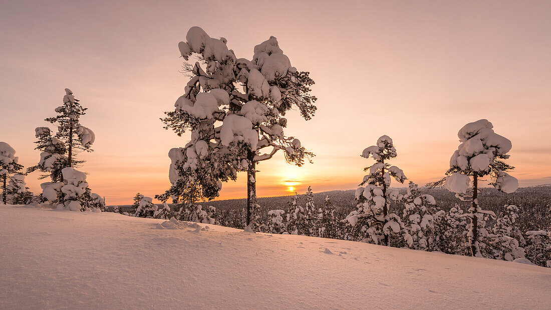 sunset view from the elevated hills of the Pyhä-Luosto National park, finnish Lapland