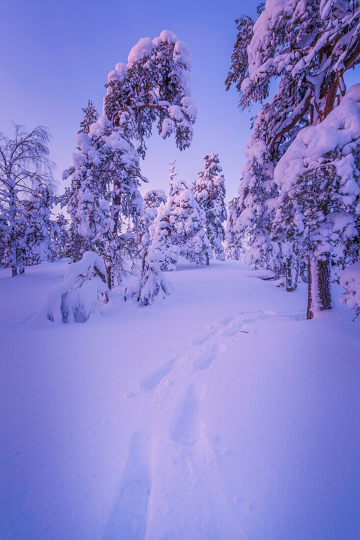 footprints in the snow, Pahä-Luosto National park, finnish Lapland