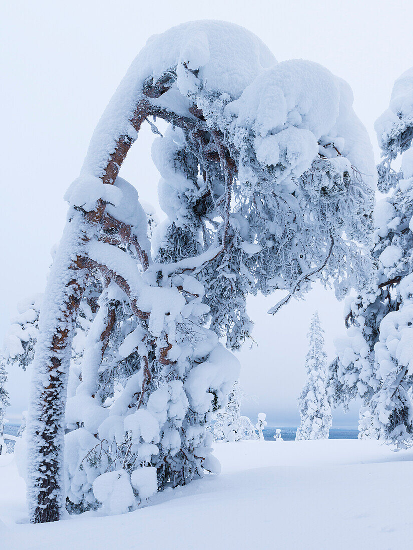 Schwere Schneelast auf den Bäumen von Luosto, finisch Lappland