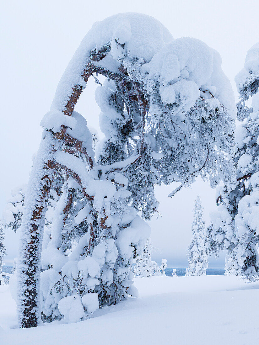 heavy load on the trees of Luosto, finnish Lapland