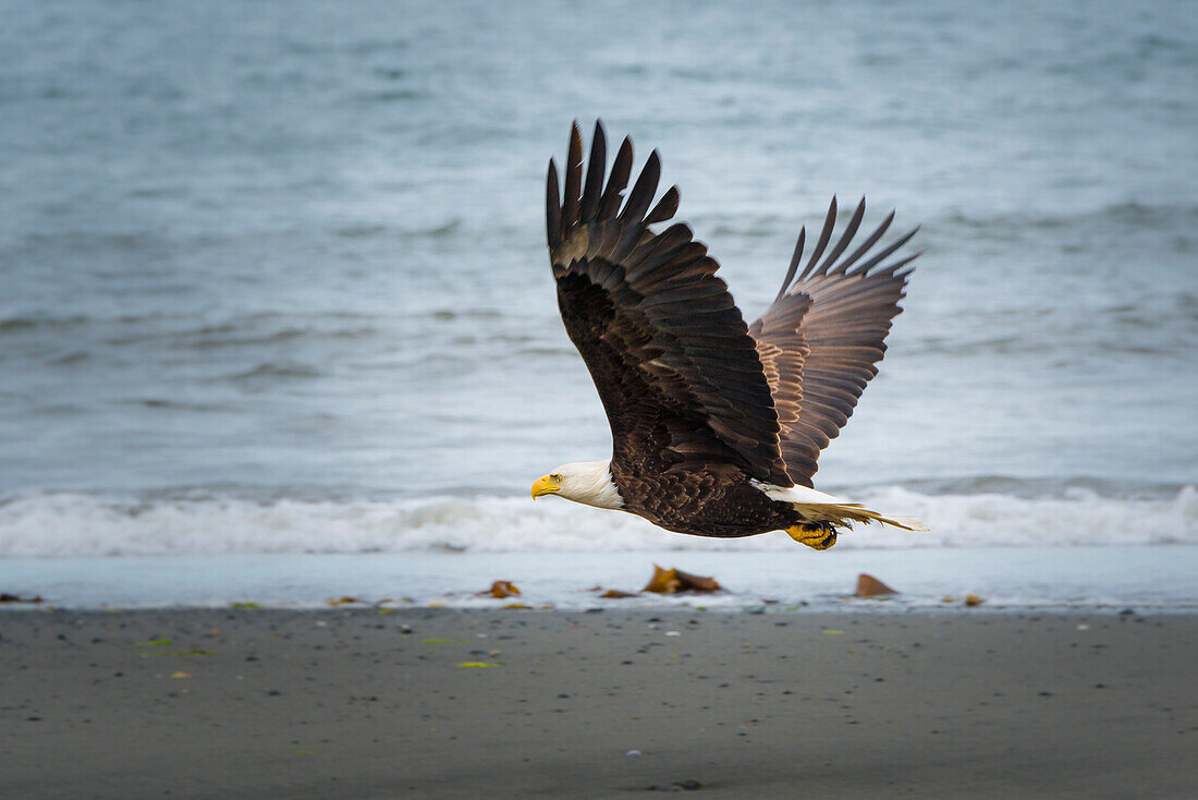 bald eagle in flight, Kenai Peninsula, Alaska, USA