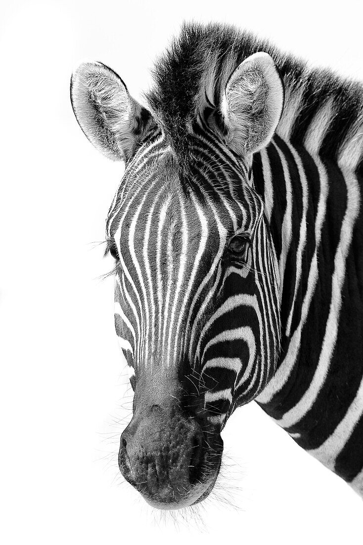 Black and white image of a zebra in the Namib Desert, Namibia, Africa