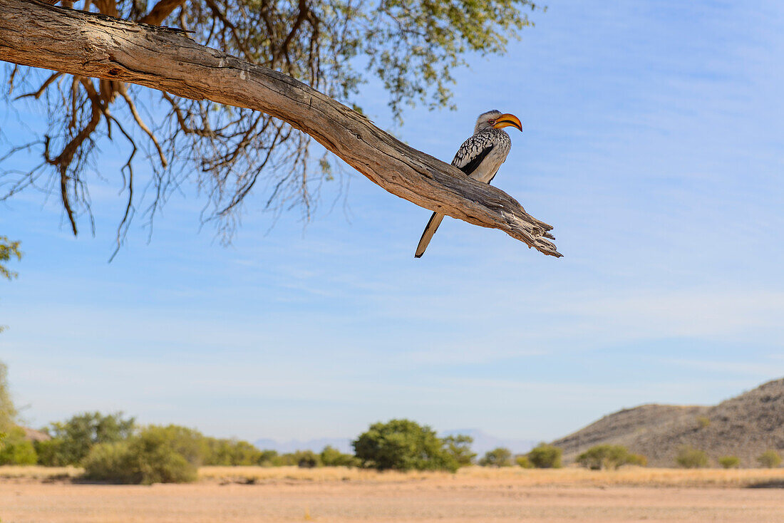 Südlicher Gelbschnabeltoko auf einem Ast in Namibia, Afrika