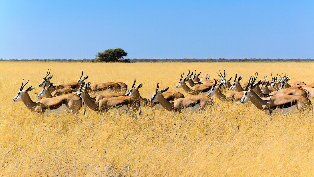 flock of springbock in the savanna gras, Etosha National Park, Namibia, Africa