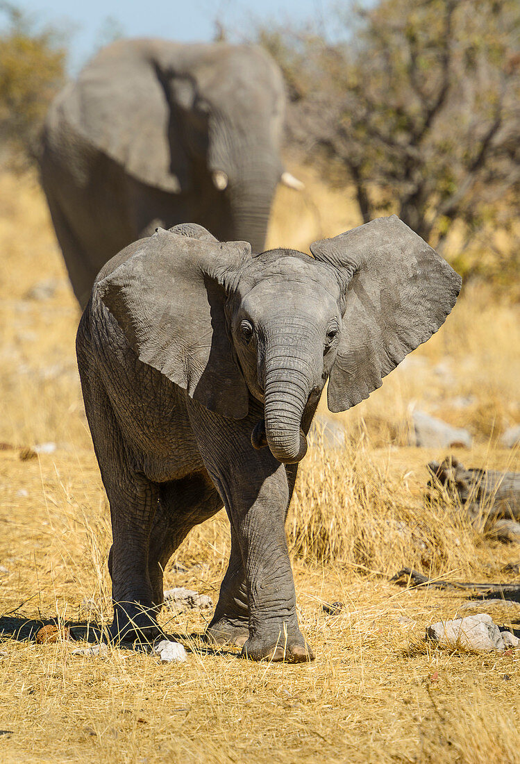 Junger Elephant, Etosha Nationalpark, Namibia, Afrika