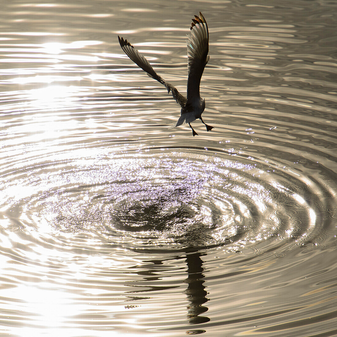 seagull at take off from the water surface, eastfjords, Iceland