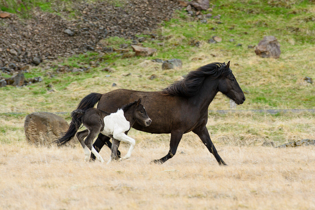 Islandpferd Stute mit Fohlen, Nordküste, Island