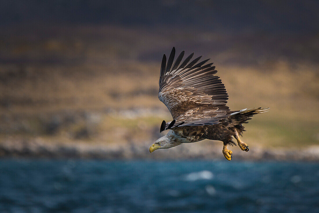 white-tailed sea eagle attacking, Vesteralen, Norway