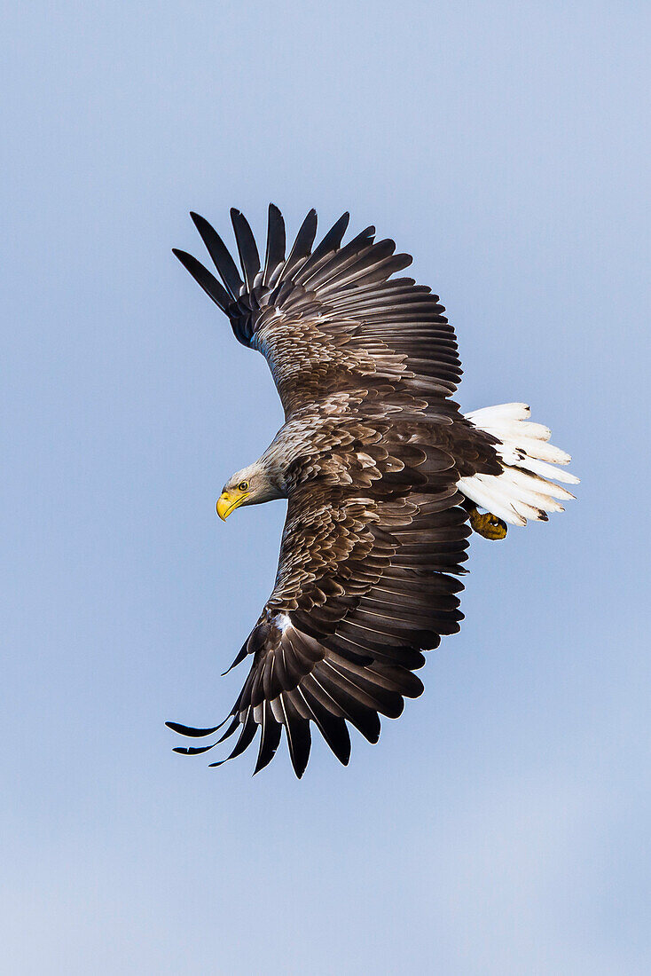 white-tailed sea eagle in flight, Vesteralen, Norway