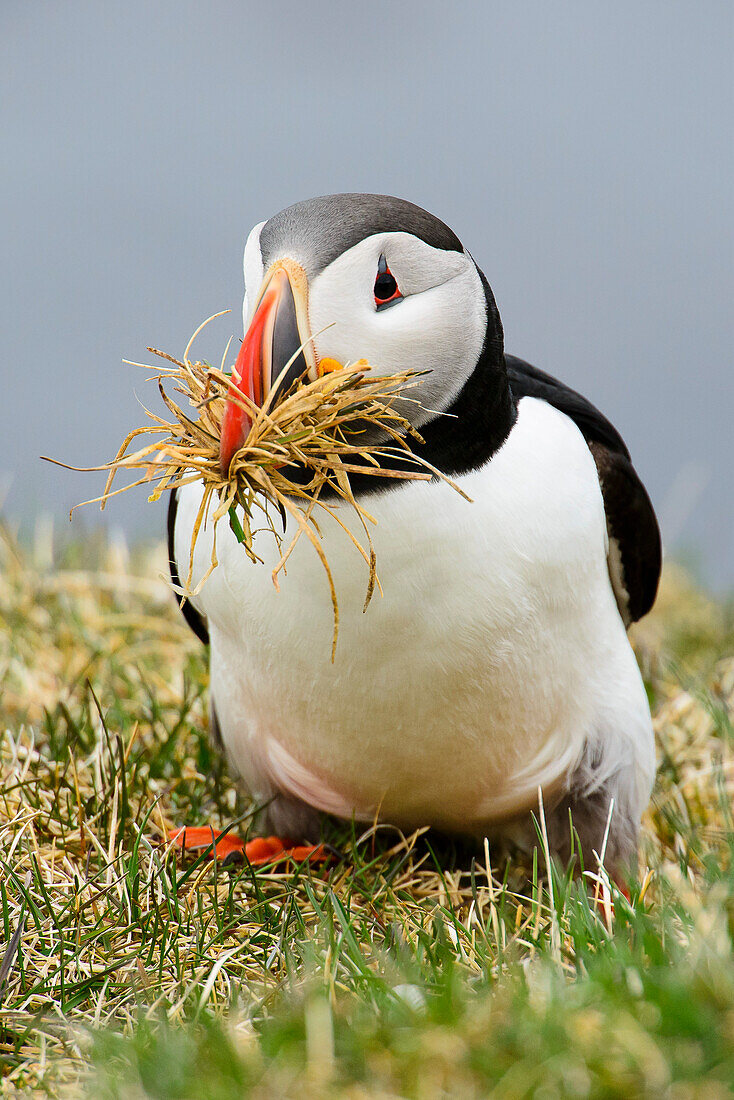 Pappageitaucher beim Nestbau, Latrabjarg, Westfjorde, Island