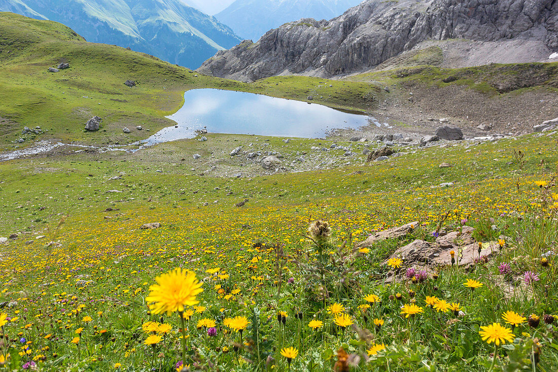 Alpine flower meadow, mountain lake, summer flowers, summer meadow, hiking holiday, nature, Mountain tour, Alpine meadow, break, hiking trails, Allgäu, Alps, Bavaria, Oberstdorf, Germany