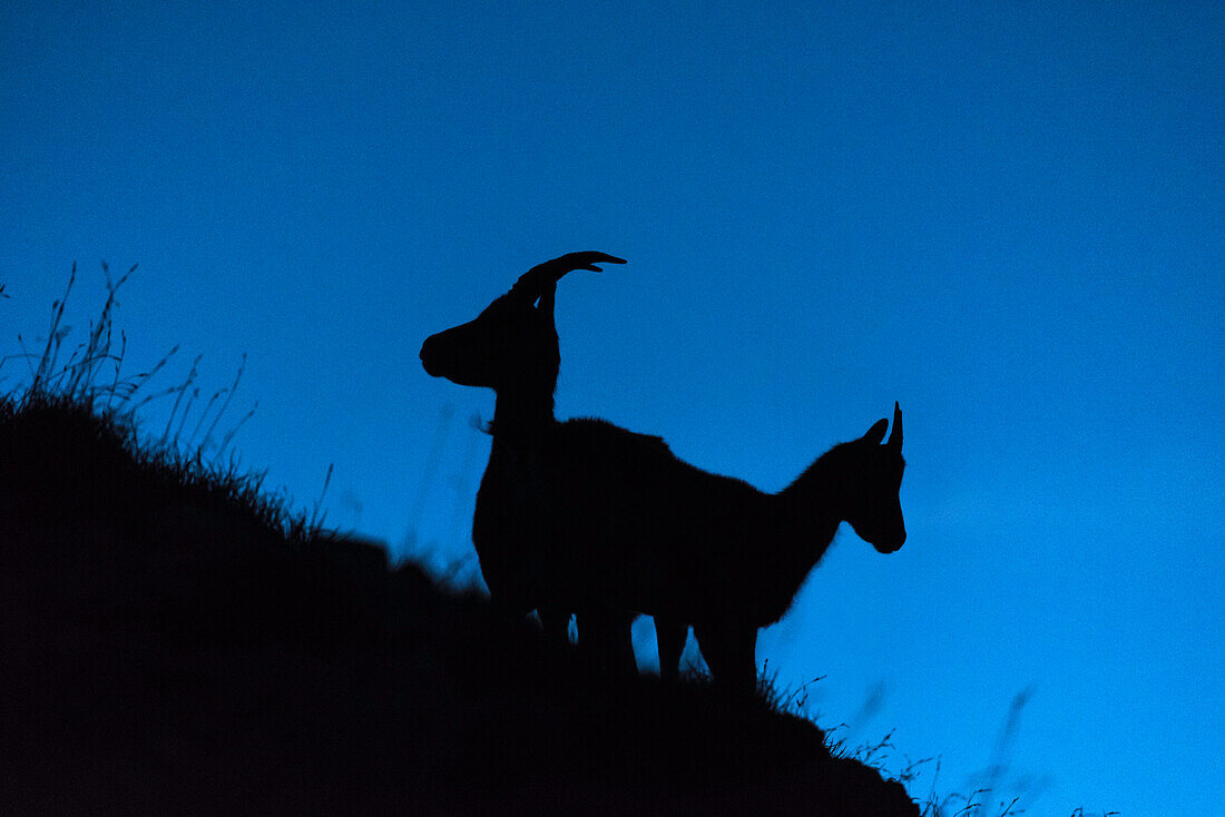 Dawn, mountains, mountain landscape, Capricorn silhouette at morning, ibex, Alps, Allgaeu, Bavaria,  Germany