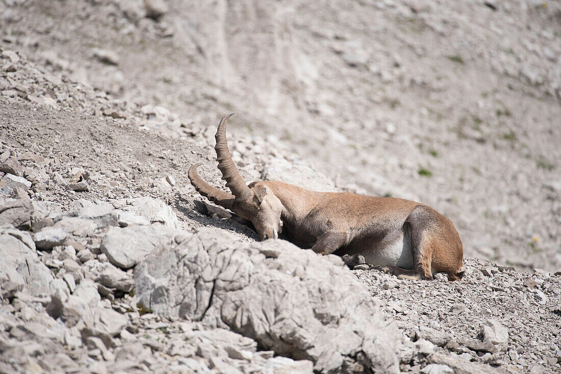 Bergpanorama, Allgäu, Felslandschaft, Felswand, Geröll, Gipfel, Wanderer, Steinböcke, Steinbock, Steinbockfamilie, Kemptner Hütte, Fernwanderweg, Berglandschaft, Gipfel, Wanderurlaub, Natur, Hüttentour, Gipfel, Wanderwege, Oberallgäu, Alpen, Bayern, Obers