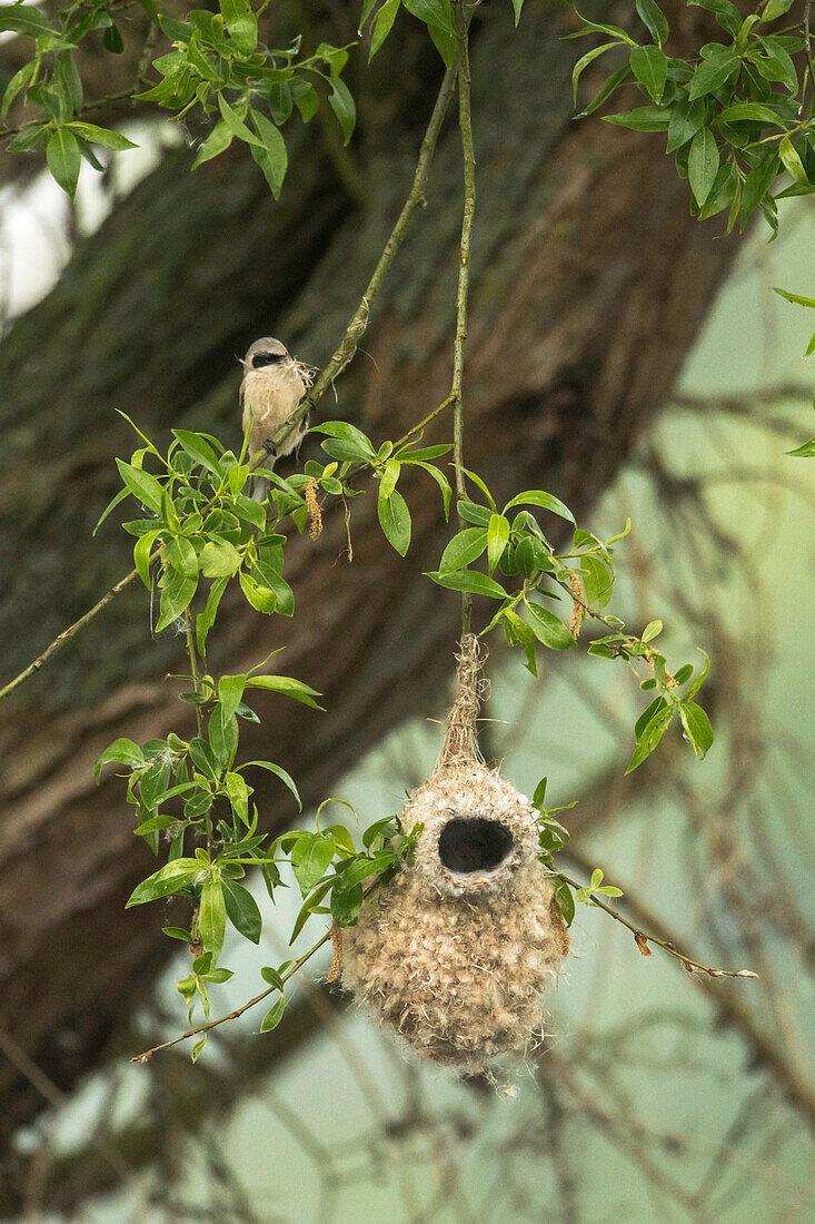 Biosphere Reserve Spreewald, Germany, hiking, kayaking, recreation area, family vacation, family outing, wilderness, perch, titmouse, songbird, bird's nest, reed, reed belt, bird, excursion