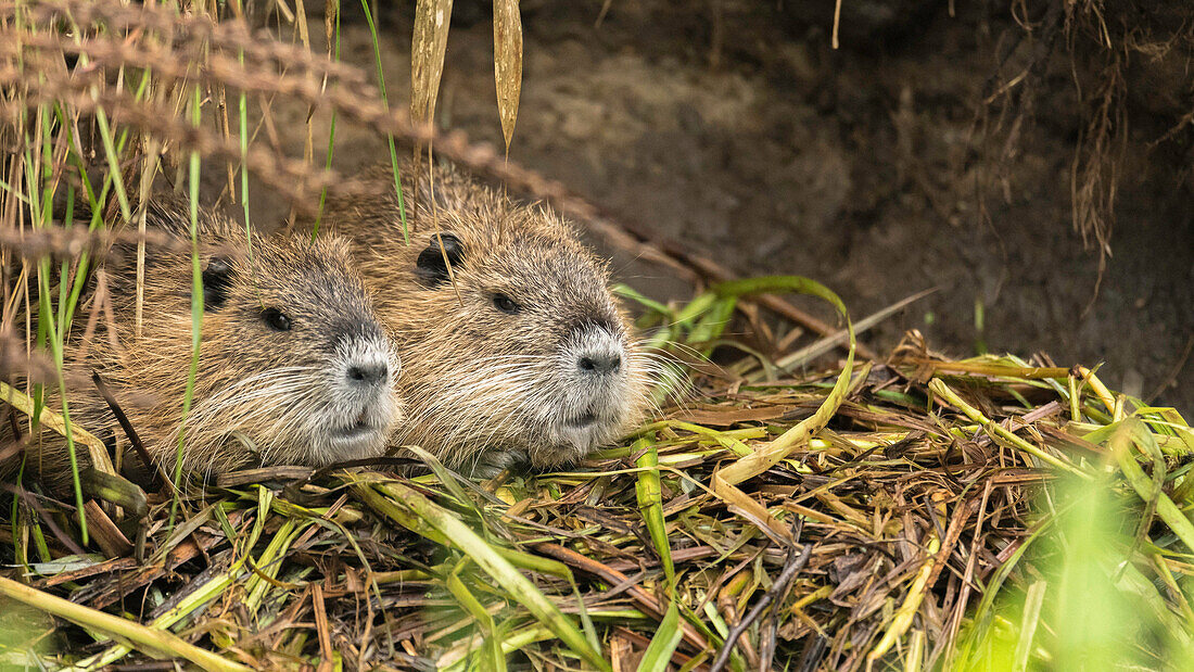 Spreewald biosphere reserve, Germany, kayak tours, recreational area, family holidays, family outing, hiking, wilderness, nutria, beaver rat, nutriabout, excursion