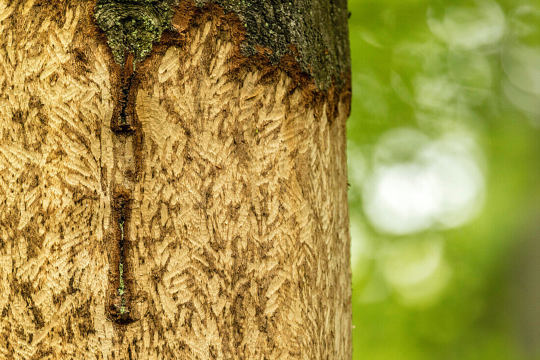 Biosphere Reserve Spreewald, Germany, Hiking, Kayaking, Recreation Area, Family Vacation, Family Outing, Paddling, Rowing, Wilderness, Excursion, Day Trip, River Landscape, Beaver, Beaver, Beech, Beech Grove, Bite marks, Rodents