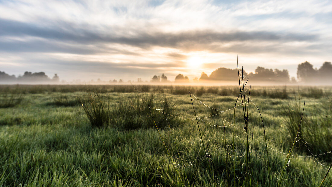 Biosphere Reserve Spreewald, Germany, Hiking, Recreation Area, Family Vacations, Family Outing, Wildflower, Pasture, Walking, Morning Dew, Dew Drop, Dew, Fog, Spider Webs, Sunrise, Wilderness, Excursion, Day Morning, Fog, Summer Day