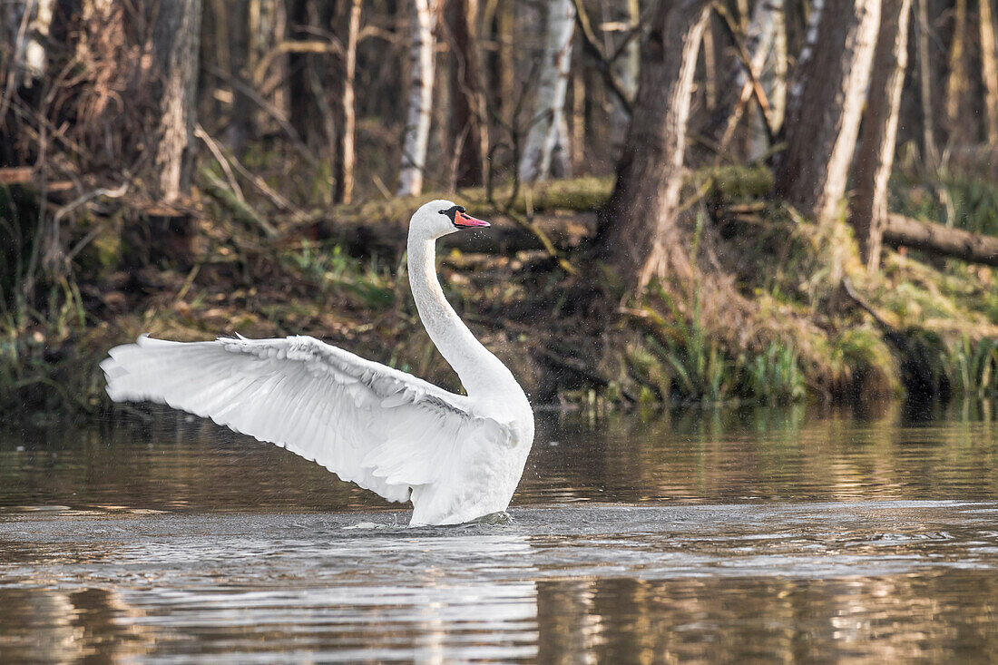 Spreewald Biosphere Reserve, Brandenburg, Germany, Water Hiking, Kayaking, Recreation Area, Wilderness, River Landscape, Swan spreading its wings, Mute Swan, Swans, Birds