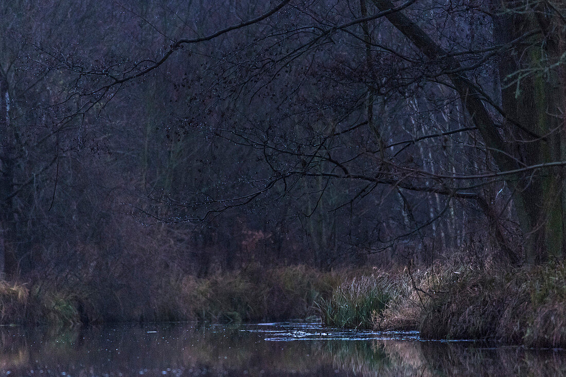 Biosphärenreservat Spreewald, Unterspreewald, Brandenburg, Deutschland, Wasserwandern, Kajaktouren, Naherholungsgebiet, Wildnis, Tagesauflug, Flusslandschaft, Buchenhain, Naturlehrpfad, Laubwald, Laubbäume, Buchenhain, Buchen, Winterlandschaft, Baumstamm,