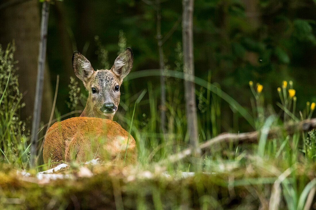 Spreewald biosphere reserve, Brandenburg, Germany, recreational area, forest, deer in a beech grove, wilderness, wildlife