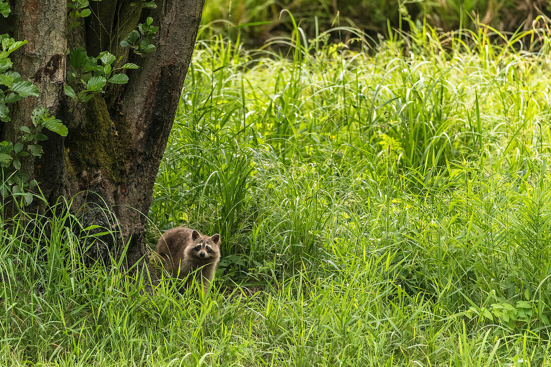 Spreewald Biosphere Reserve, Brandenburg, Germany, recreational area, wilderness, raccoon, Raccoon family in the grass