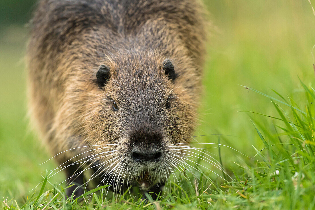 Spreewald Biosphere Reserve, Brandenburg, Germany, Kayaking, Recreation Area, Wilderness, Nutria in the grass, Beaver Rat, Rodent
