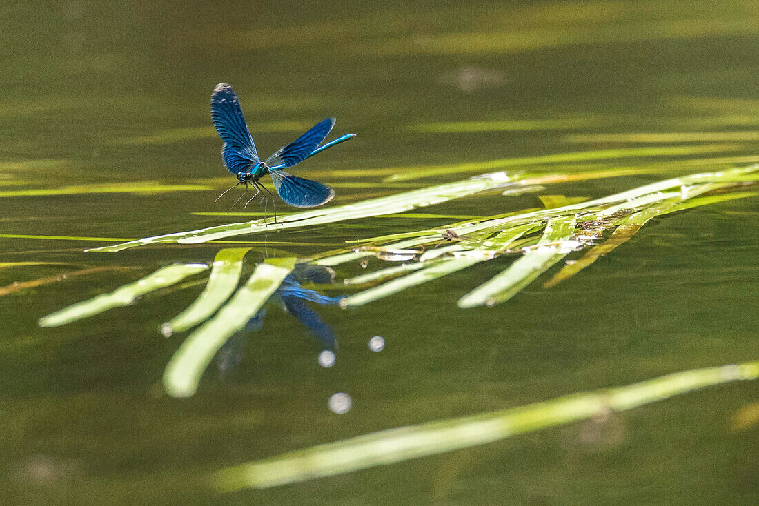 Spreewald Biosphere Reserve, Brandenburg, Germany, Kayaking, Wilderness, River Landscape with  Dragonfly, Insects, Blue Damselfly