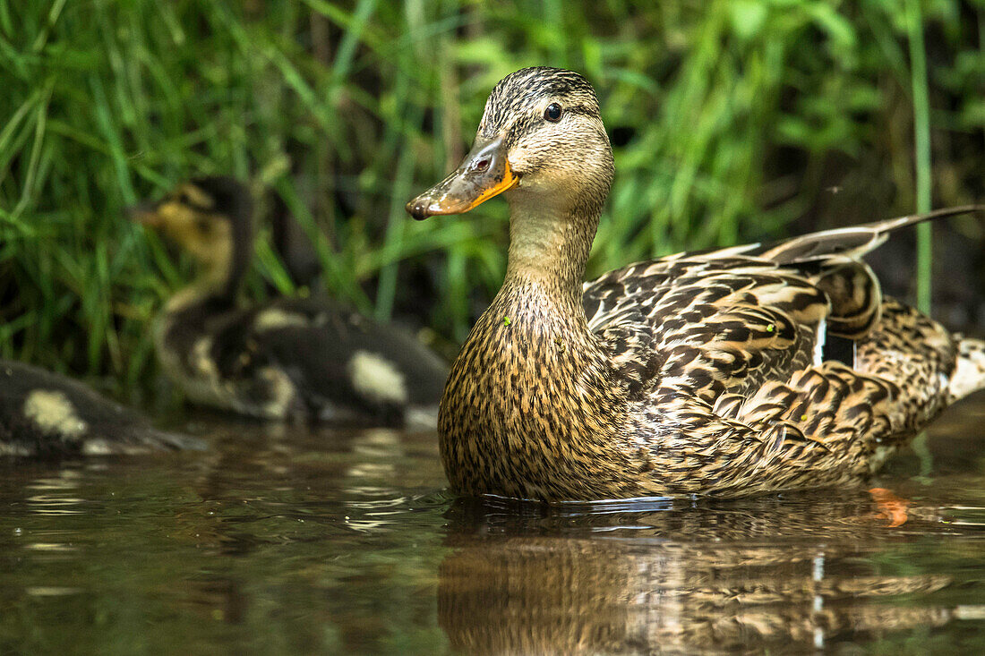 Spreewald Biosphere Reserve, Brandenburg, Germany, Kayaking, Recreation Area, River Landscape, Ducks, Mallard ducks and chicks, Duck Family, Wilderness