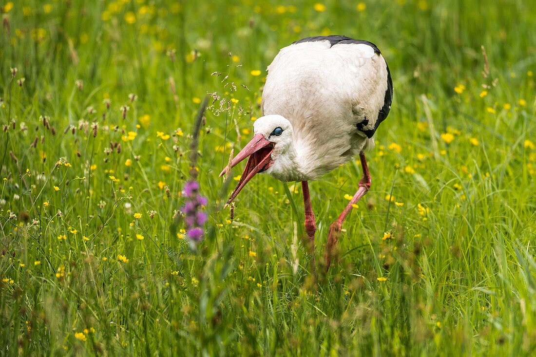 Biosphärenreservat Spreewald, Unterspreewald, Brandenburg, Deutschland, Naherholungsgebiet, Wildnis,  Storch, Klapperstorch, Weißstorch auf der Wiese, Wildwiese, Blumenwiese