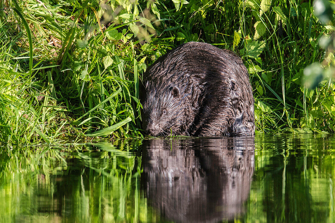 Biosphärenreservat Spreewald, Unterspreewald, Brandenburg, Deutschland, Kajaktouren, Naherholungsgebiet, Flusslandschaft, Wildnis, Biber am Flussufer