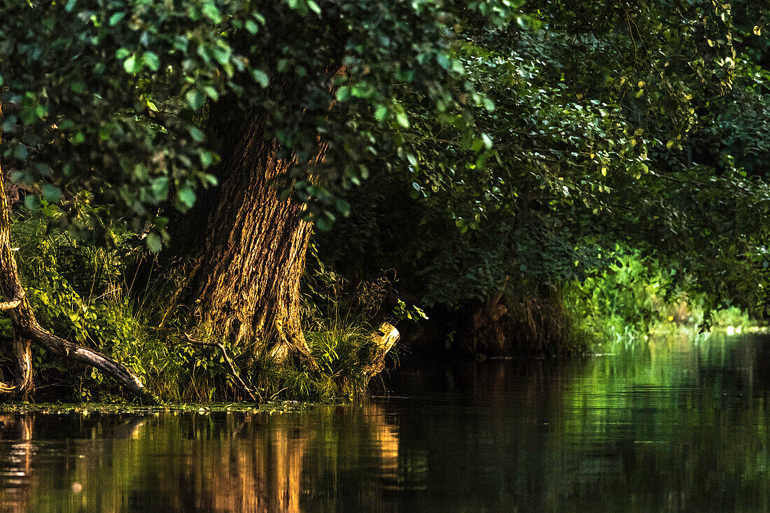 Spreewald Biosphere Reserve, Brandenburg, Germany, River Landscape, Wilderness at Sunset