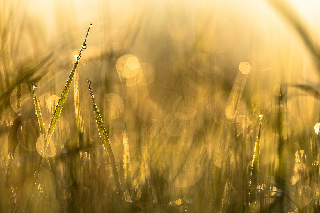 Spreewald Biosphere Reserve, Brandenburg, Germany, recreational area, wilderness, wild meadow with blades of grass and dew drops at sunrise, dawn, flower meadow