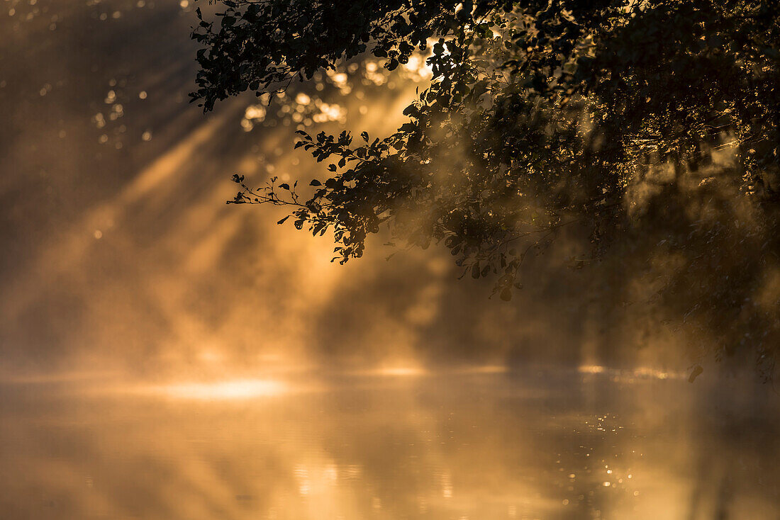 Spreewald Biosphere Reserve, Brandenburg, Germany, Kayaking, Recreation Area, Wilderness, River Landscape in the morning mist, Solitude, Water reflection at sunrise