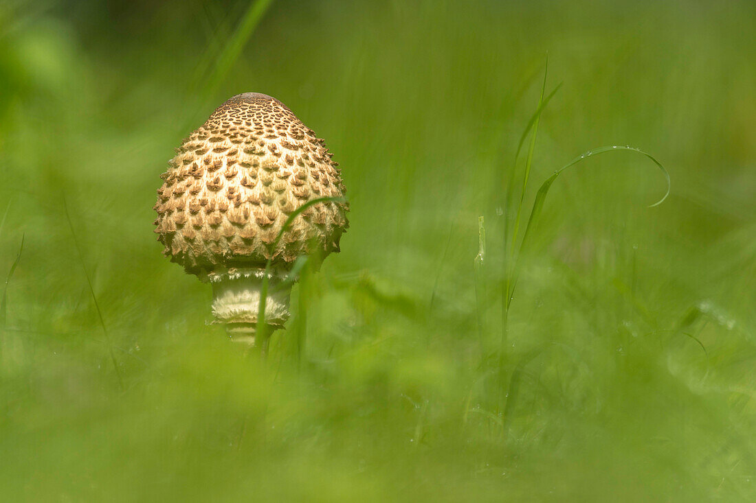 Spreewald Biosphere Reserve, Brandenburg, Germany, wilderness, close up of a mushroom, umbrella mushroom, forest, walk in the forest