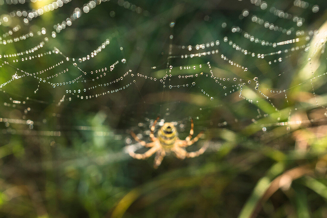 Spreewald Biosphere Reserve, Germany, recreational area, wilderness, spider, spider web, zebra spider, wasp spider