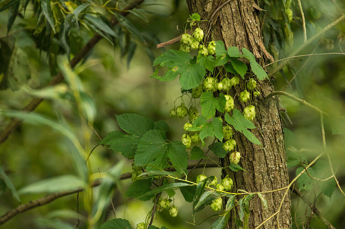 Spreewald Biosphere Reserve, Brandenburg, Germany, recreational area, wild hops growing in the forest, Indian summer