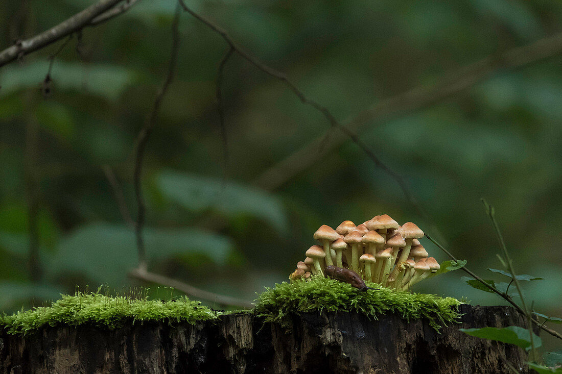 Biosphärenreservat Spreewald, Unterspreewald, Brandenburg, Deutschland, Naherholungsgebiet, Heimat, Landschaft, Pilze, Schirmpilze und Nacktschnecke im Wald, Altweibersommer