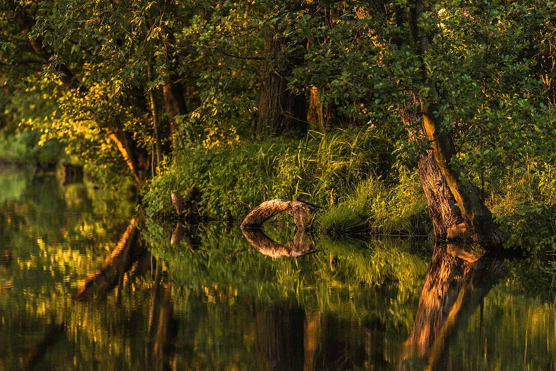 Spreewald Biosphere Reserve, Germany, Brandenburg, Spreewald, Kayaking, Recreation Area, Paddling,  Wilderness, Sunset along the river, Water reflection, Dusk, River Landscape