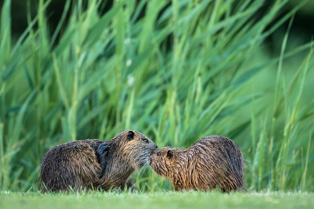 Spreewald biosphere reserve, Germany, recreational area, wilderness, two beavers near the river