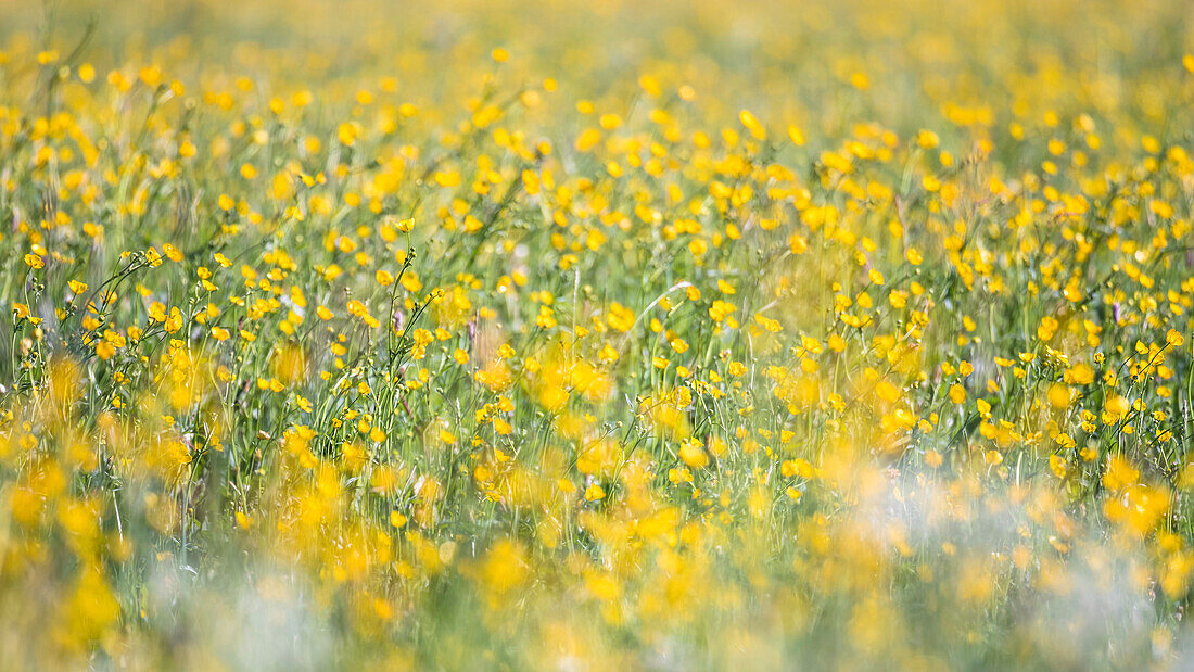 Deutschland, Bayern, Alpen, Oberallgäu, Oberstdorf, Sommerlandschaft mit Blumenwiese, Sommerferien,  Artenvielfalt, Biodiversität