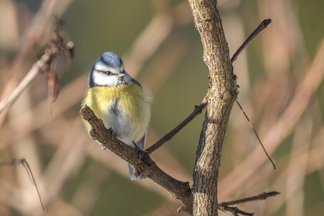 Deutschland, Bayern, Alpen, Oberallgäu, Oberstdorf, Blaumeise sucht Futter, Singvögel, Vogel, Winterfütterung