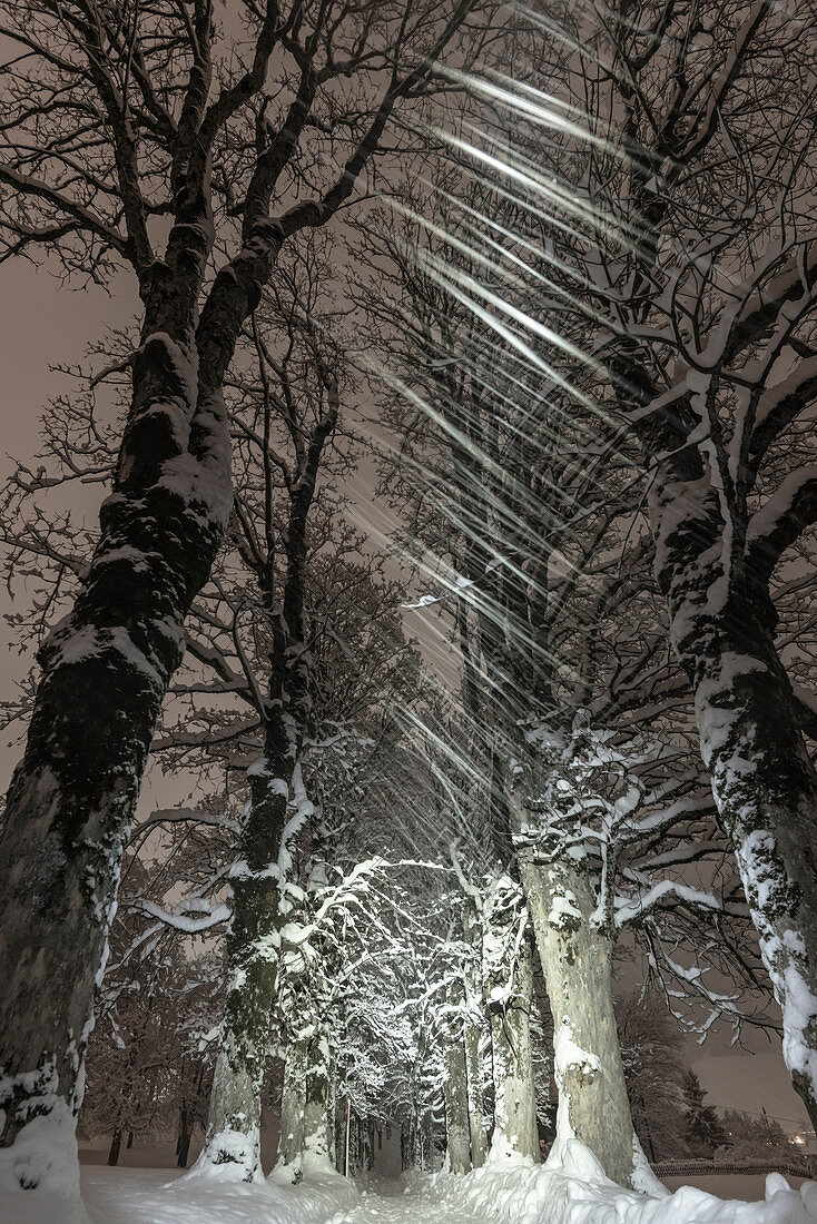 Germany, Bavaria, Alps, Oberallgaeu, Oberstdorf, Winter landscape at night, Winter holidays, Winter hiking trail, Snowfall, Row of trees during snowfall