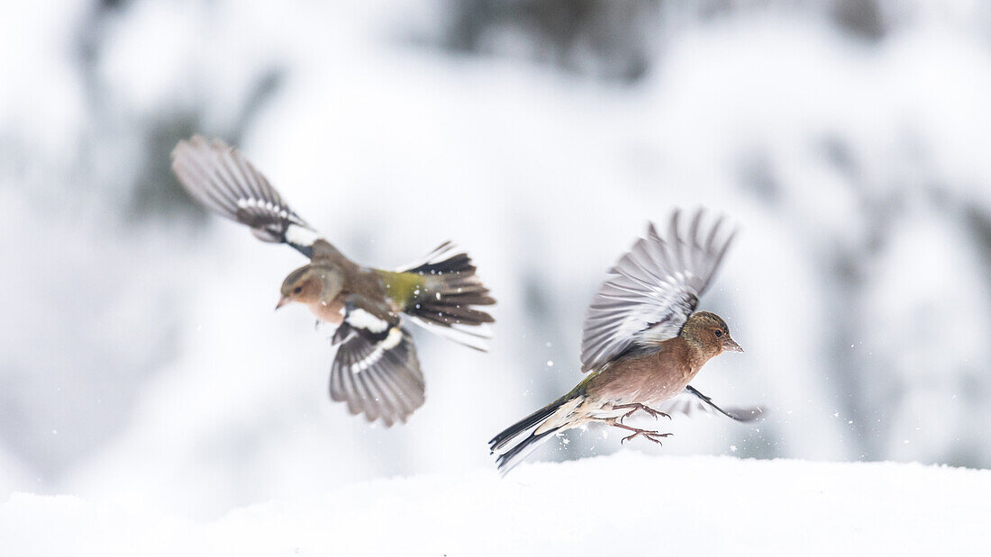 Deutschland, Bayern, Alpen, Oberallgäu, Oberstdorf, Bergfinken im Schnee, Singvögel, Vogel, Finken, Schneesturm, Winterfütterung