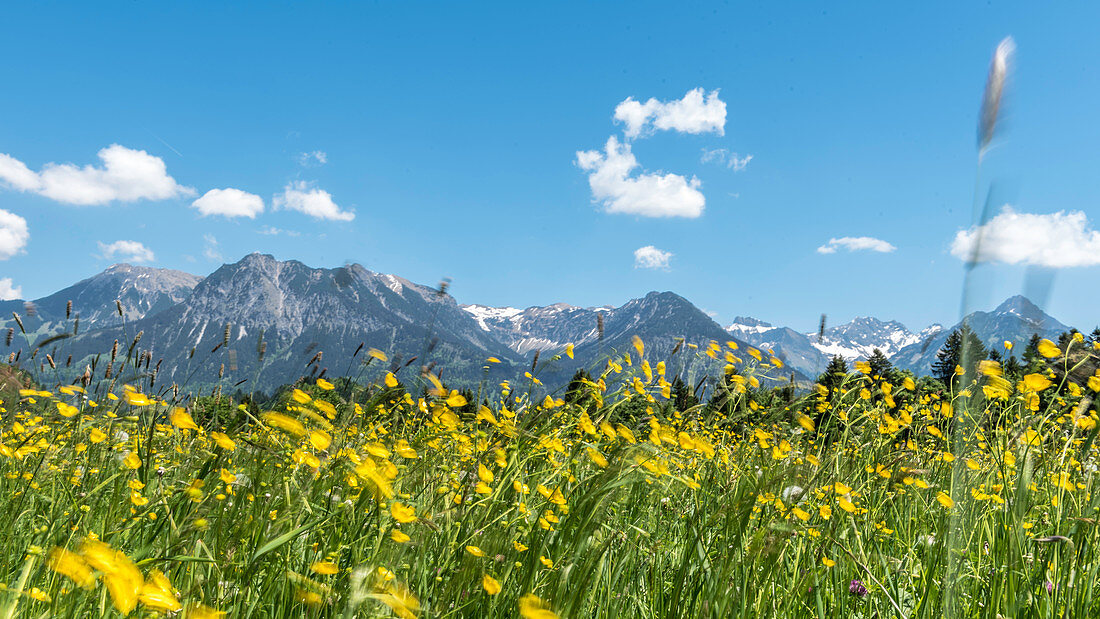 Germany, Bavaria, Alps, Oberallgaeu, Oberstdorf, Summer landscape, Summer holidays, Flower meadow, Flowers, Biodiversity, Hiking, Mountains