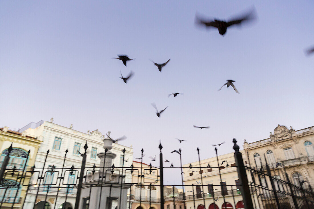 birds on Plaza Vieja in early morning, doves, historic town, center, old town, Habana Vieja,  family travel to Cuba, holiday, time-out, adventure, Havana, Cuba, Caribbean island