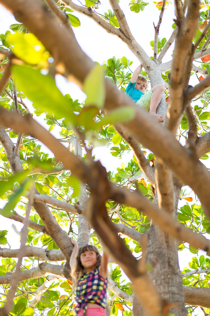 boy, 6 years, climbing in a tree, kids playing outside, nature, balance, sport, danger, dangerous, at the beach of La Boca, family travel to Cuba, parental leave, holiday, time-out, adventure, MR, La Boca, Trinidad, Cuba, Caribbean island