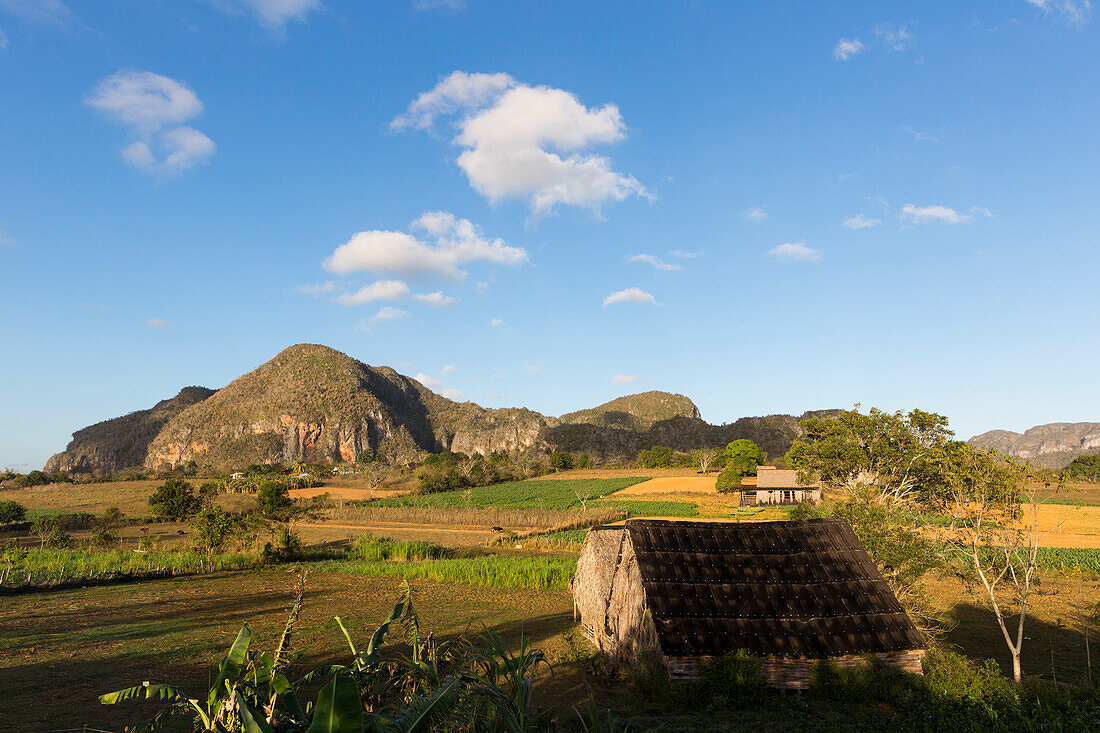 Mogotes and tobacco fields in Vinales, climbing region, loneliness, beautiful nature, family travel to Cuba, parental leave, holiday, time-out, adventure, National Park Vinales, Vinales, Pinar del Rio, Cuba, Caribbean island